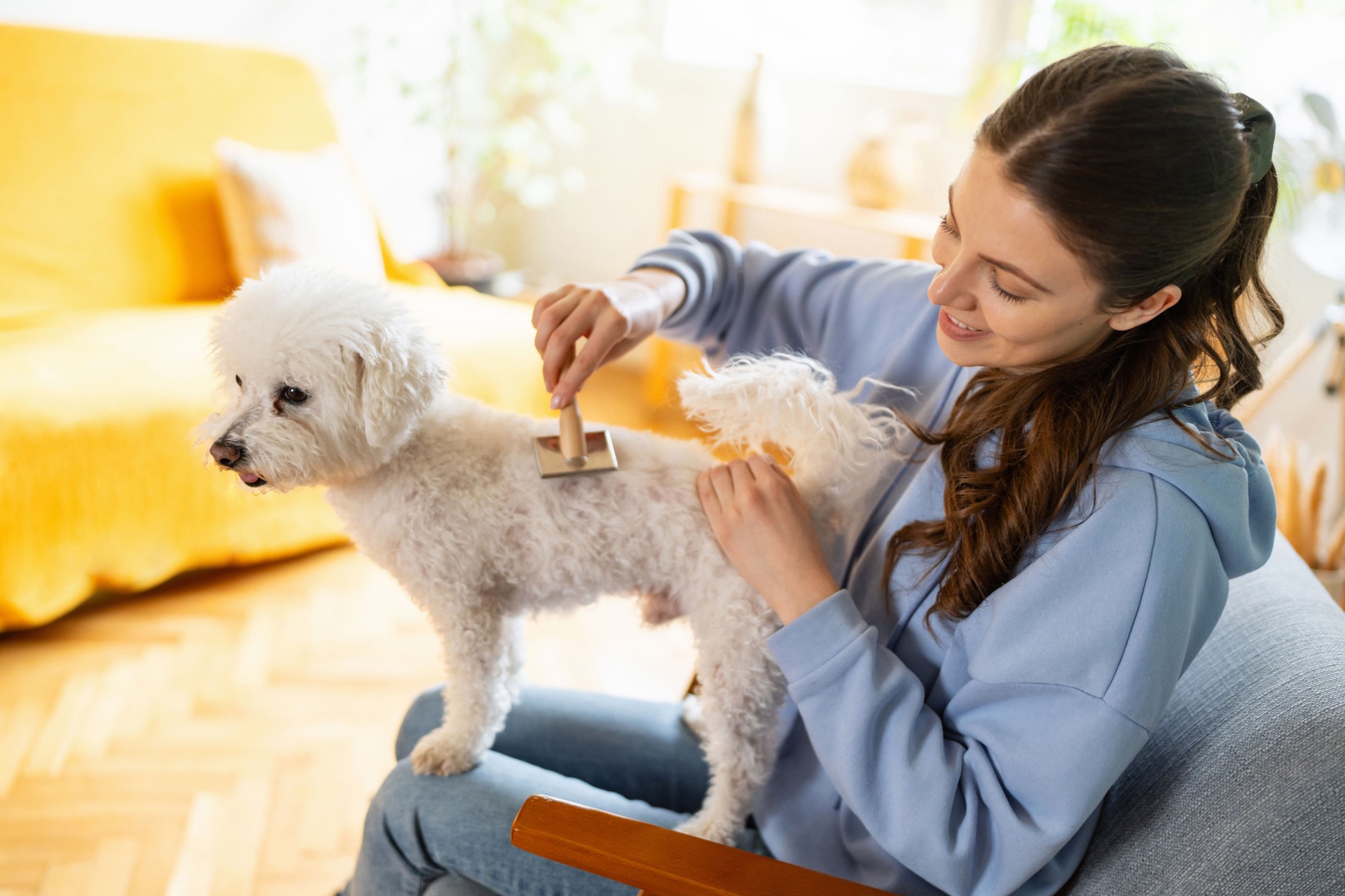 Female pet sitter with animal brush, brushing Bichon Frise dog's hair