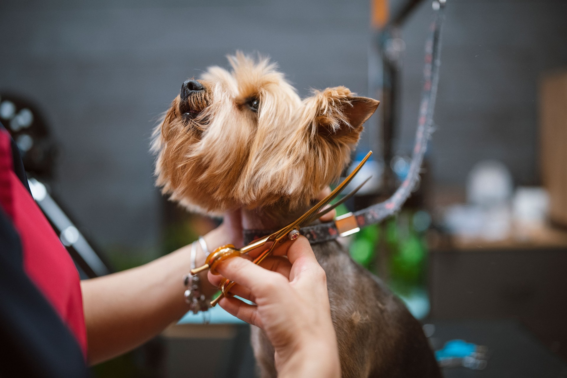 Expert hair groomer giving a haircut to a small dog