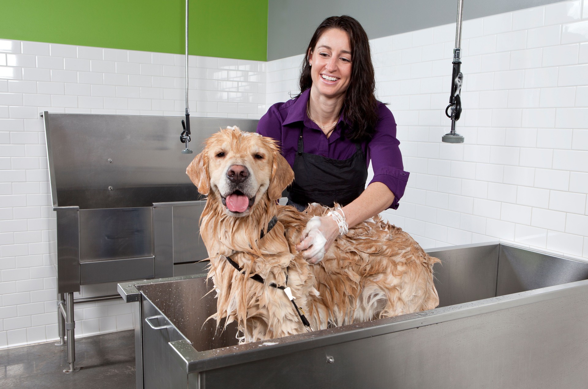 Golden Retriever Getting a Bath at Self Service Dog Wash.